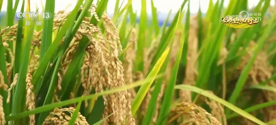 白菜送彩金大全